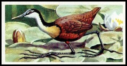 5 African Jacana